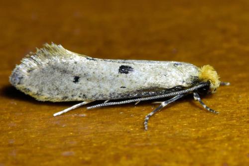 Réf. 328 822 : Tinea trinotella